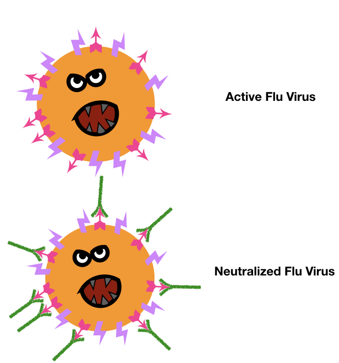 viral antibody
